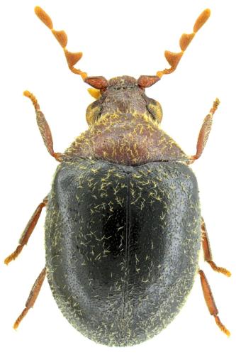 Mizodorcatoma dommeri